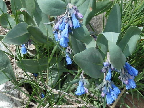 GDMBR: Mountain Bluebell.